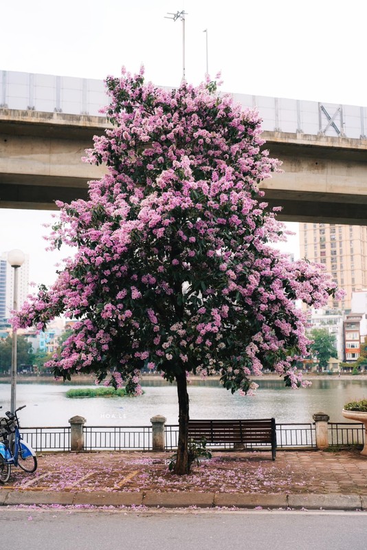 Mang cut het kiep nan, netizen truyen tay nhau mon goi hoa bang lang-Hinh-2