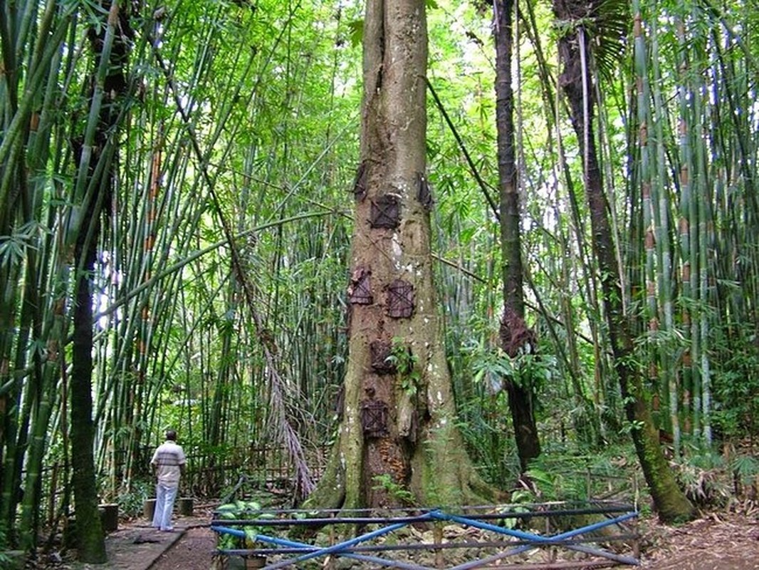 Ron nguoi tuc mai tang phuc tap nhat hanh tinh-Hinh-8