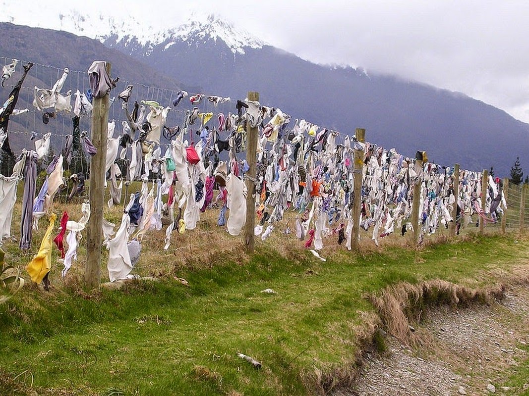 Do mat voi hang rao ao con quai di o New Zealand-Hinh-8