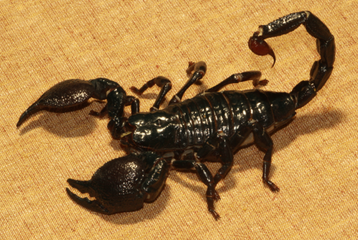 Animals scorpions