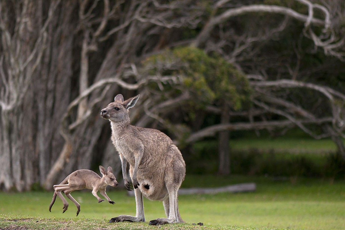 Hinh anh kho tin ben trong tui kangaroo me-Hinh-10