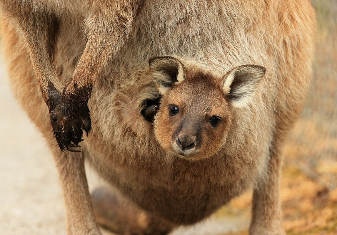 Hinh anh kho tin ben trong tui kangaroo me-Hinh-11