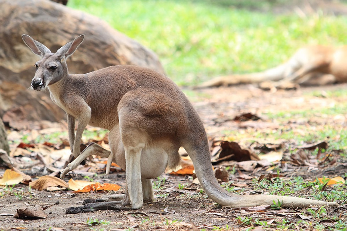 Hinh anh kho tin ben trong tui kangaroo me-Hinh-3