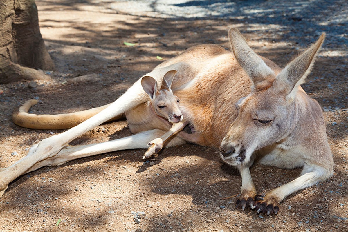 Hinh anh kho tin ben trong tui kangaroo me-Hinh-6