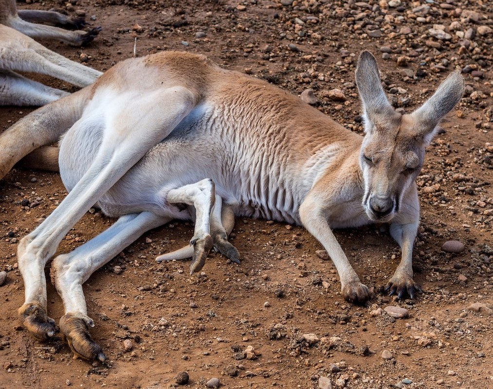 Hinh anh kho tin ben trong tui kangaroo me-Hinh-8