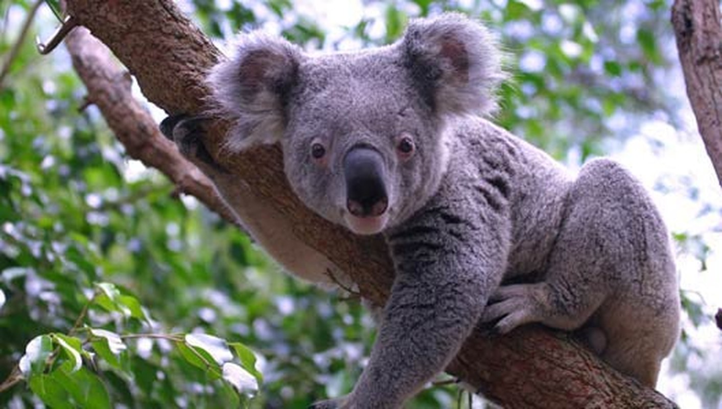 Gau tui Koala tao dang chuyen nghiep nhu nguoi mau