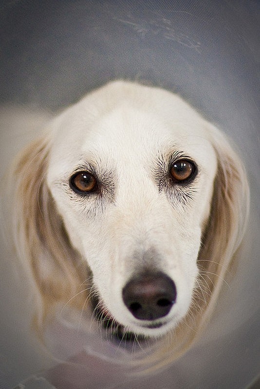 Ngam giong cho san Saluki dep tu trong ra ngoai-Hinh-6