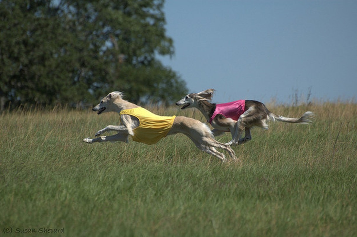 Ngam giong cho san Saluki dep tu trong ra ngoai-Hinh-8