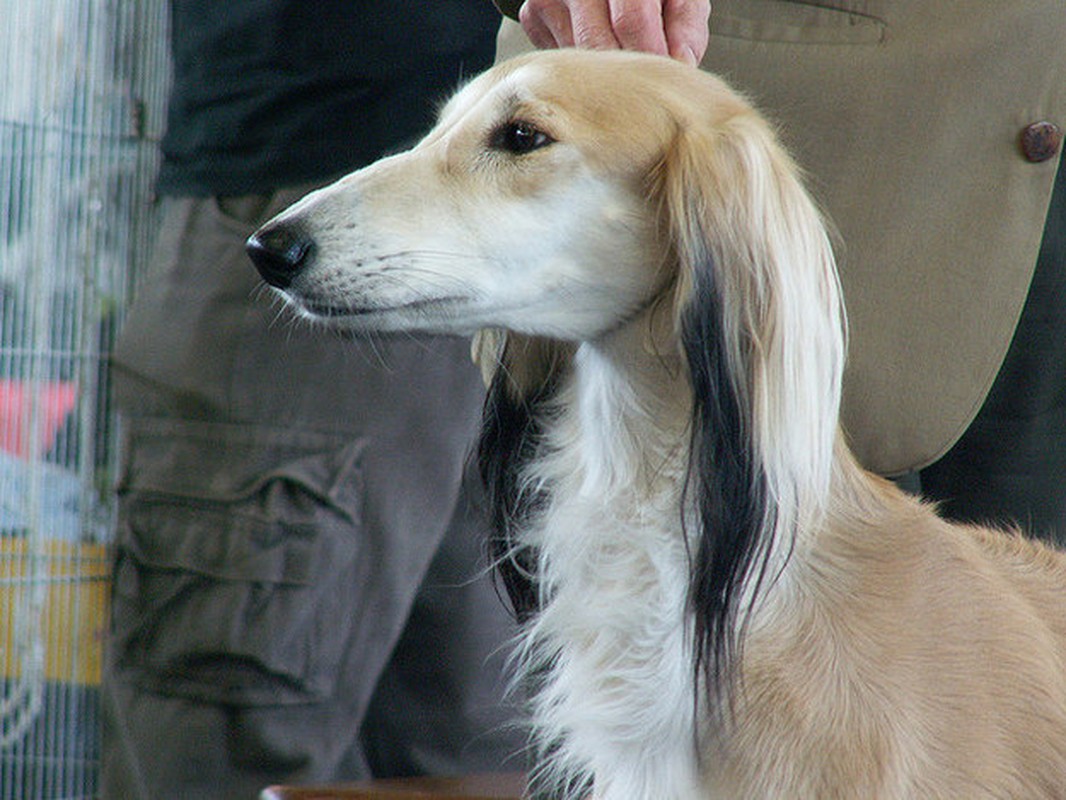 Ngam giong cho san Saluki dep tu trong ra ngoai