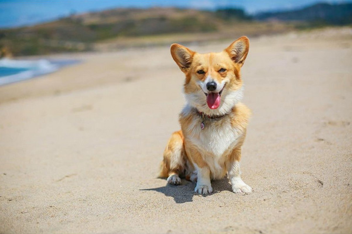 Nhung dieu chua biet ve loai cho Corgi dang yeu