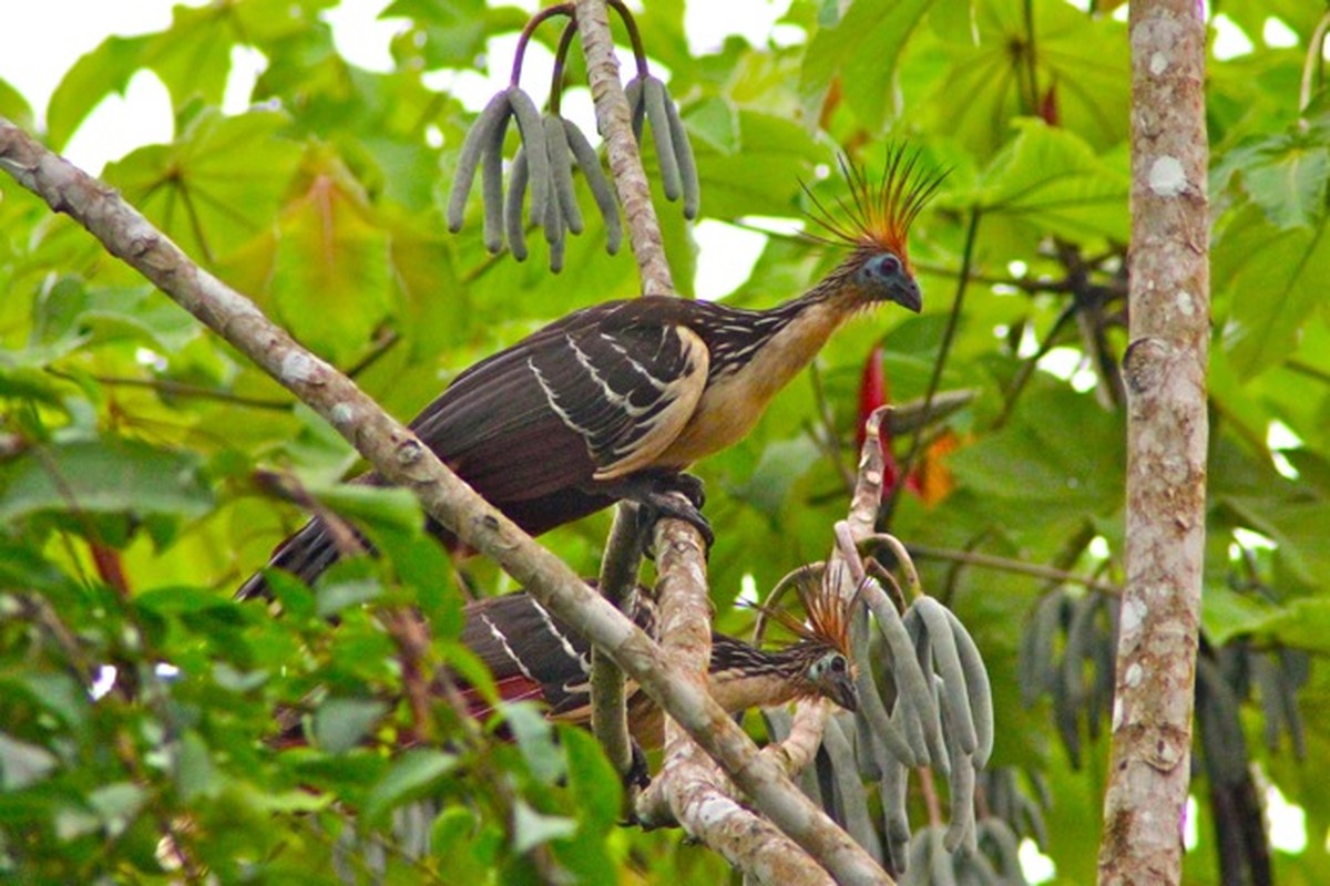 Tiet lo su that it biet ve giong ga mong hoang da-Hinh-2