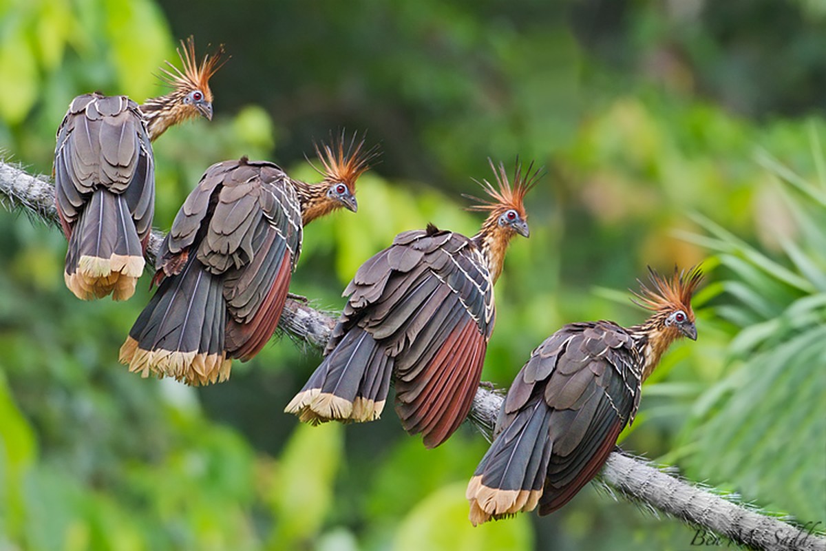 Tiet lo su that it biet ve giong ga mong hoang da-Hinh-4