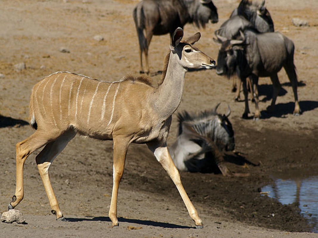 Kham pha it nguoi biet ve linh duong Kudu-Hinh-4