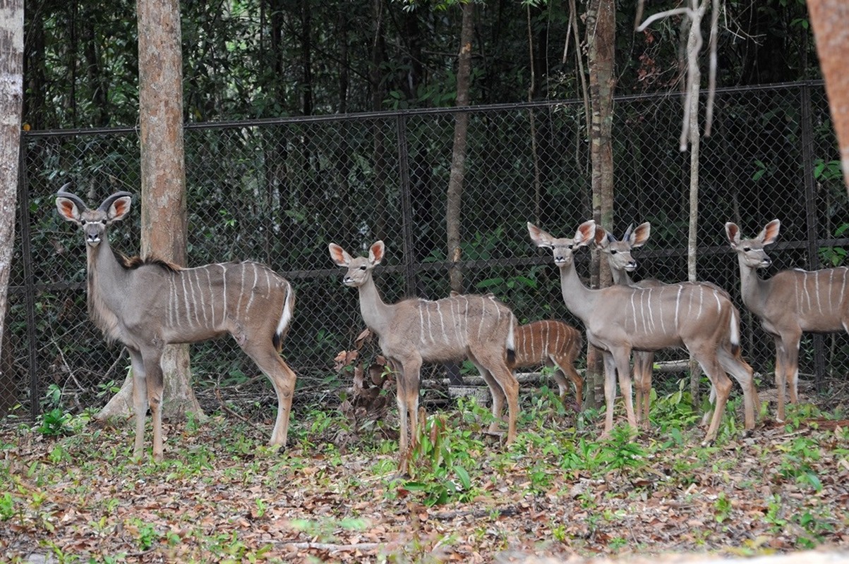 Kham pha it nguoi biet ve linh duong Kudu-Hinh-6