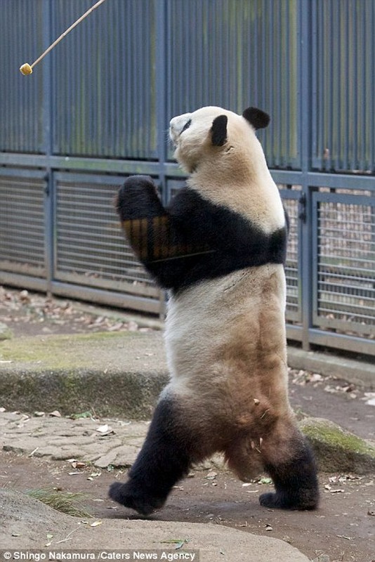 Hai huoc canh gau truc tao dang vo Karate nhu trong Kungfu Panda-Hinh-4