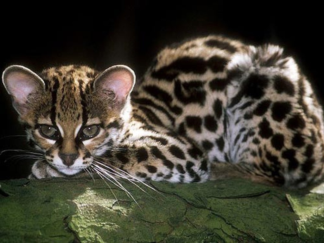 Очень редких кошек. Оцелот (leopardus pardalis). Оцелот и сервал. Оцелот, онцилла, Маргай. Оцелот Колумбия.