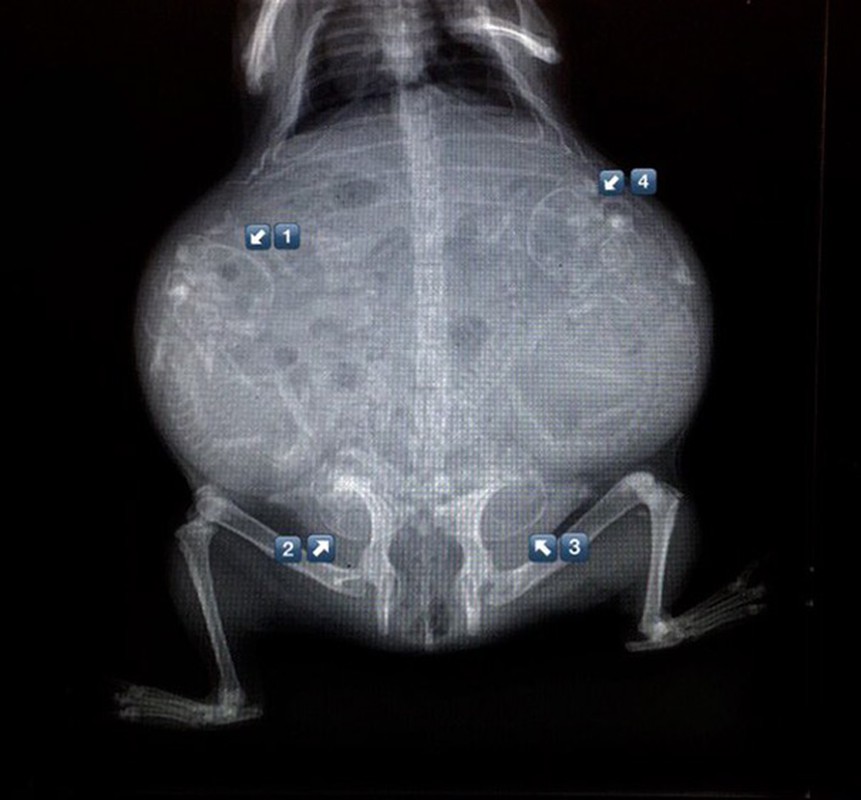 Anh X-quang dep rung minh ve nhung dong vat mang thai-Hinh-8