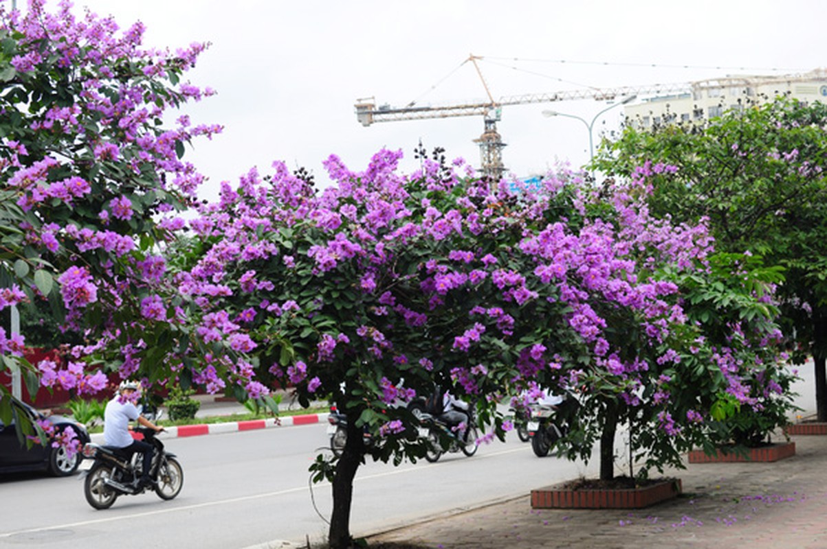 Tiet lo nhung dieu it nguoi biet ve cay bang lang-Hinh-2