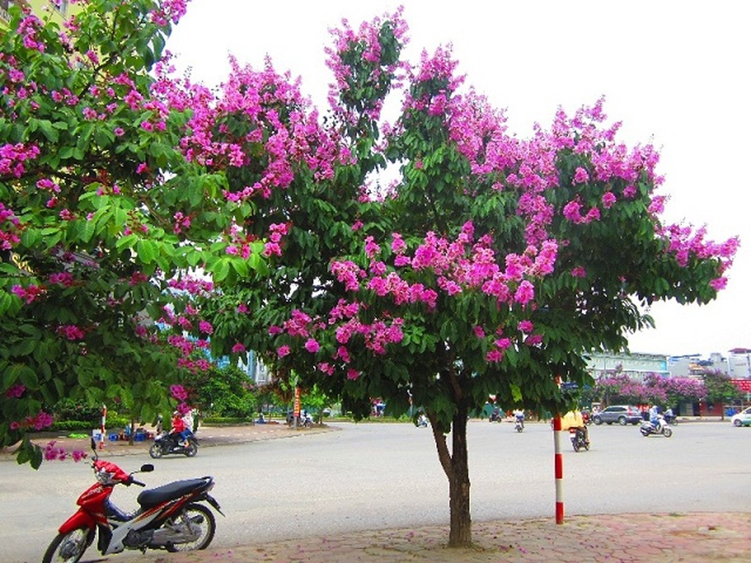 Tiet lo nhung dieu it nguoi biet ve cay bang lang-Hinh-3