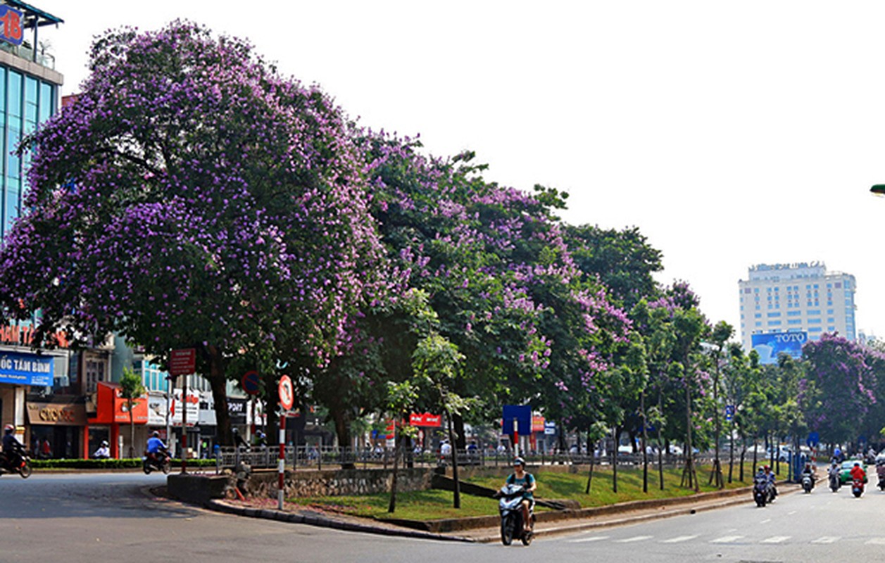 Tiet lo nhung dieu it nguoi biet ve cay bang lang-Hinh-5