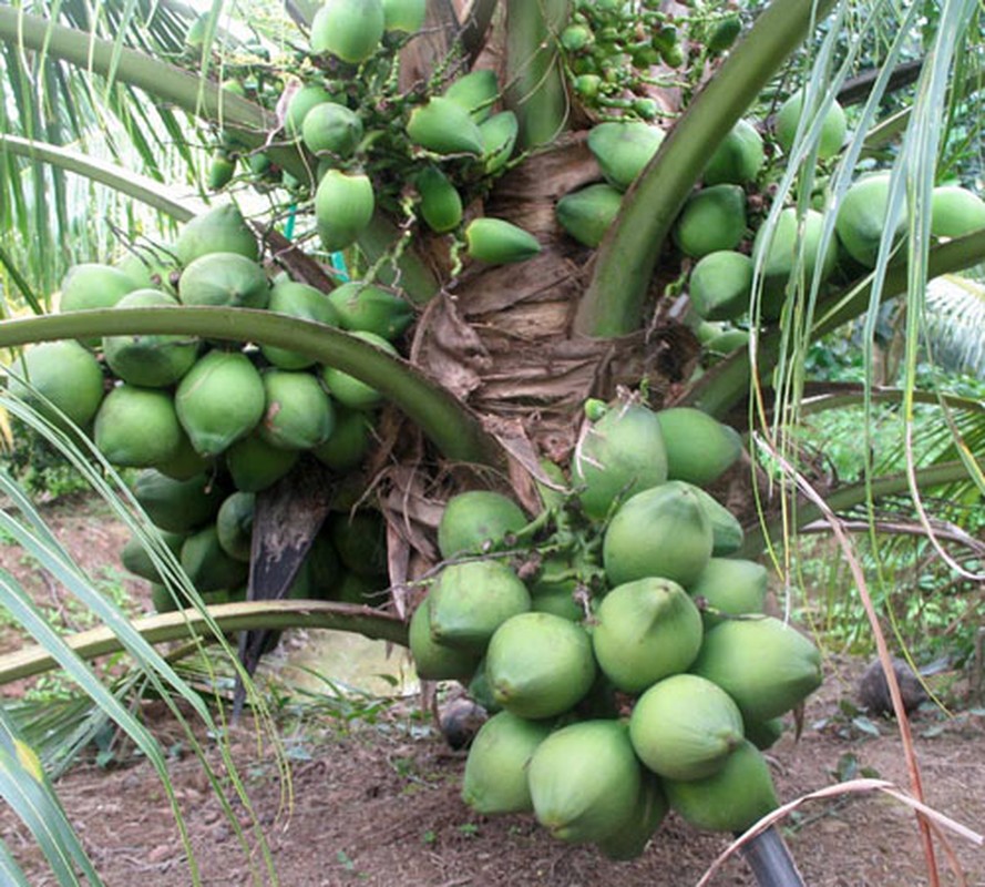 Choang voi nhung dieu bat ngo ve cay dua xiem-Hinh-6