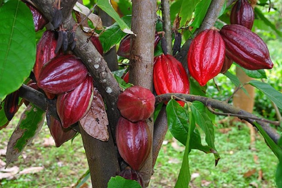 Kham pha thu vi ve cay ca cao it nguoi hay-Hinh-4