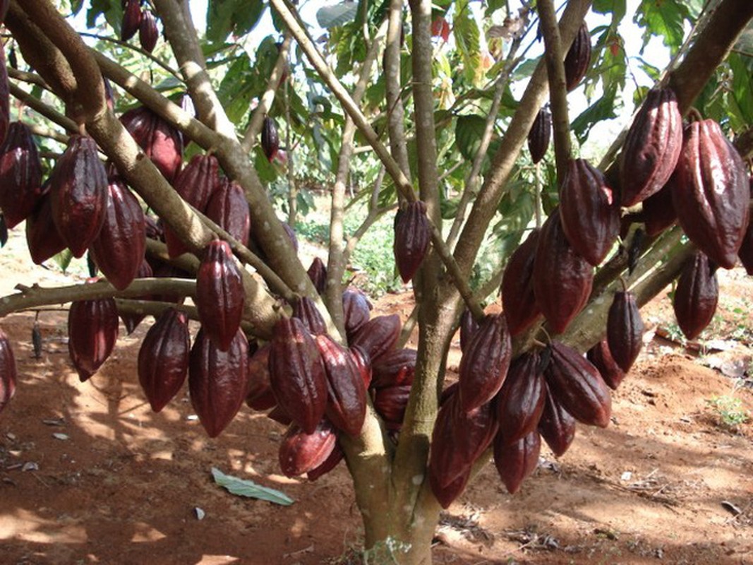 Kham pha thu vi ve cay ca cao it nguoi hay-Hinh-6