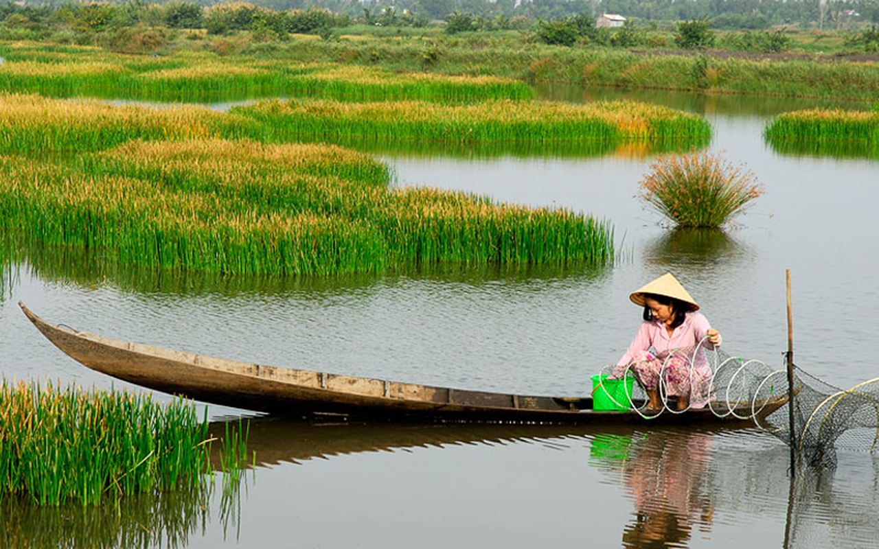 Thich thu kham pha ve cay co nan bop noi tieng Bac Lieu-Hinh-3