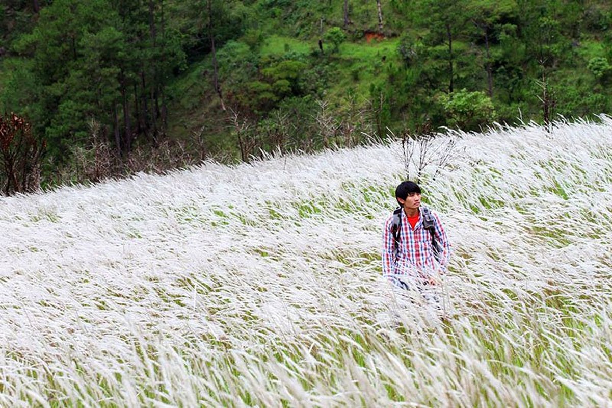 Kham pha it nguoi biet ve cay co lau gan voi tuoi tho-Hinh-3