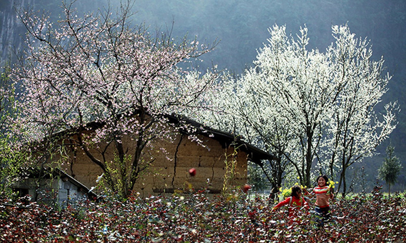 Kham pha thu vi it biet ve cay hoa ban san vat Tay Bac-Hinh-9