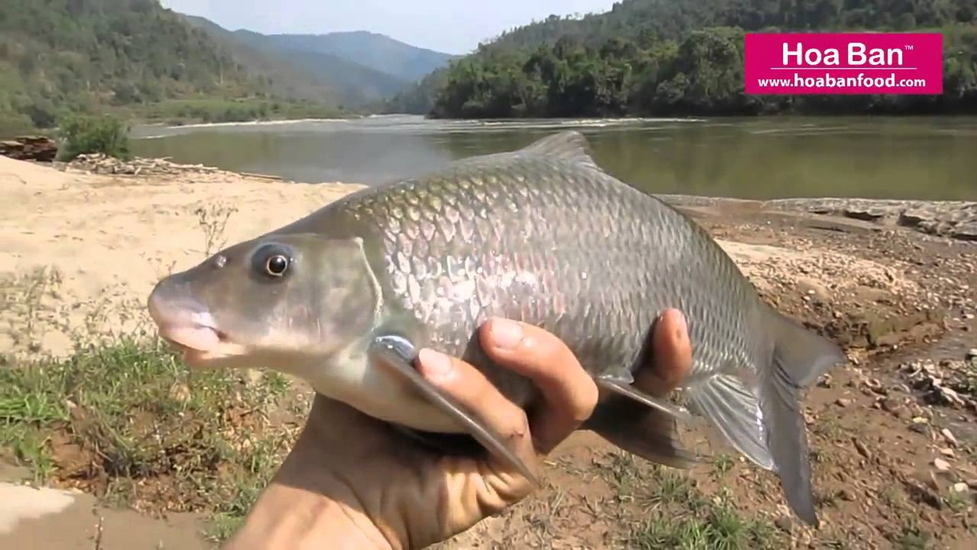 Kham pha gay choang ve ca dam xanh “ngu quy ha thuy&quot;-Hinh-3