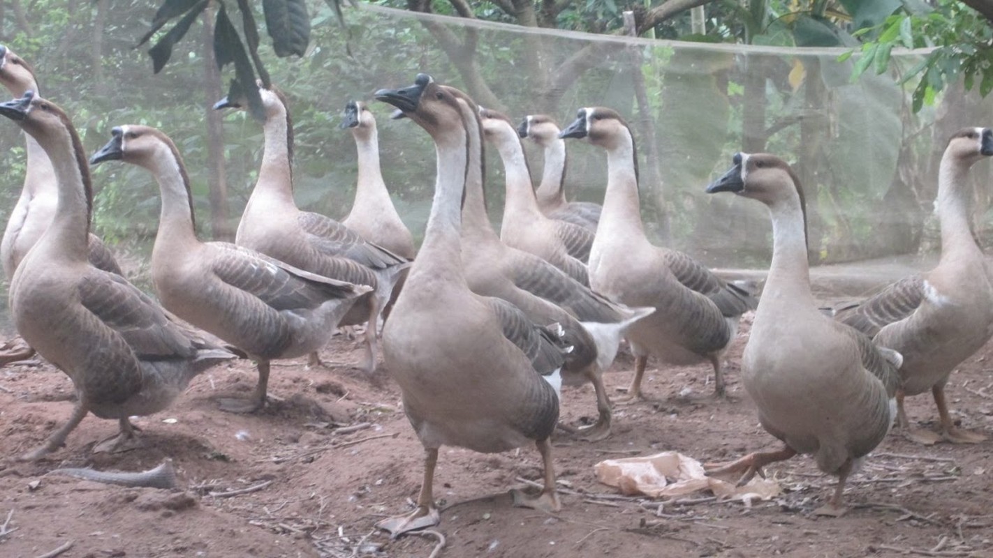 Kham pha loai ngong su tu “vat co” nhanh hon may xen-Hinh-7