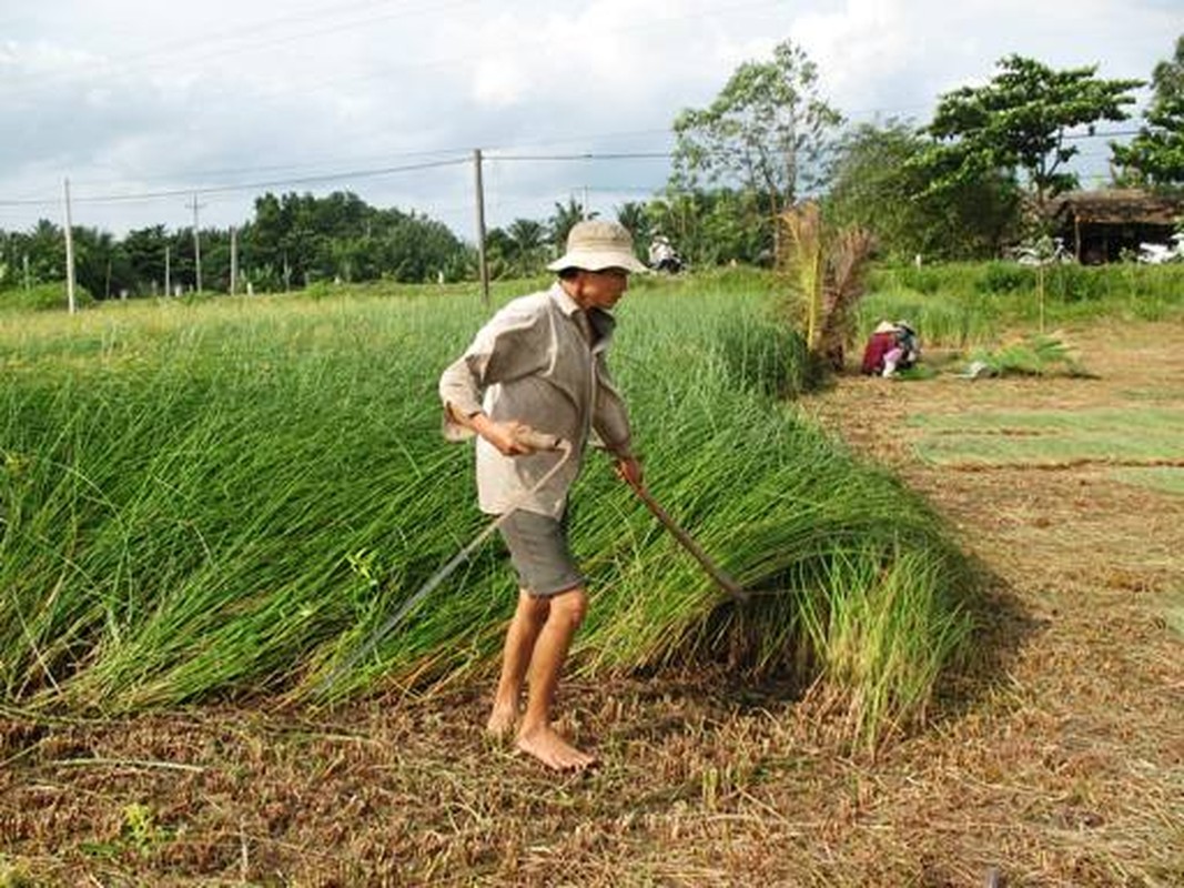 Dieu ky thu ve cay lac song ben bi, pho bien o Vinh Long-Hinh-3