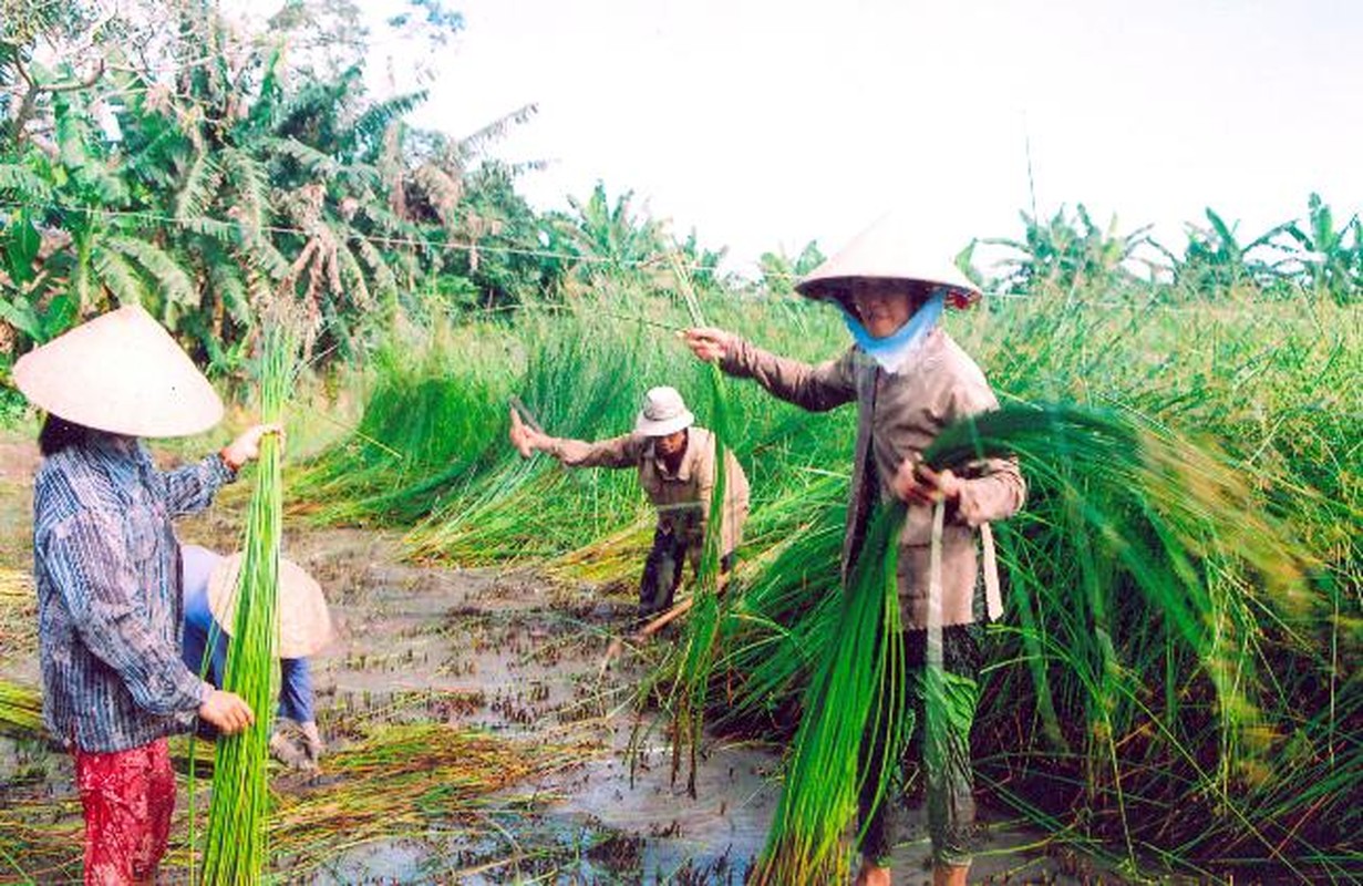 Dieu ky thu ve cay lac song ben bi, pho bien o Vinh Long-Hinh-6