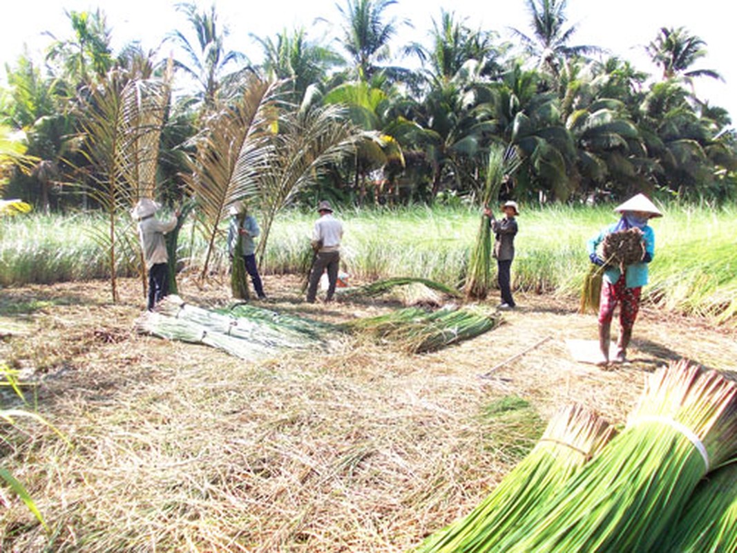 Dieu ky thu ve cay lac song ben bi, pho bien o Vinh Long-Hinh-7