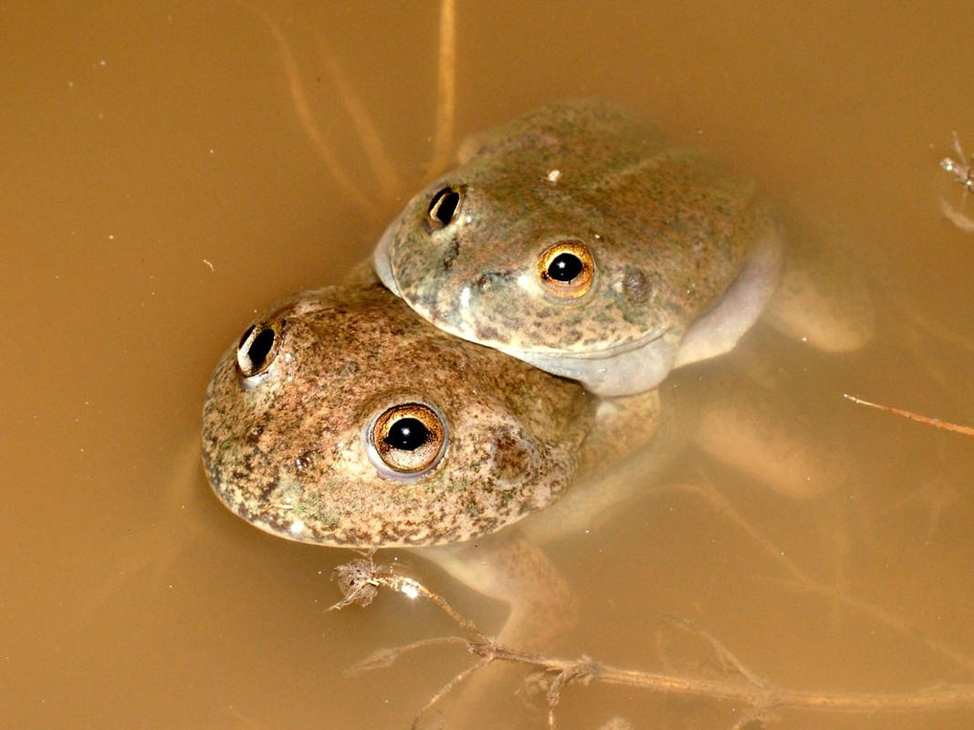 Tiet lo bi mat loai ech nhin uong nuoc ca nam khong he han-Hinh-7