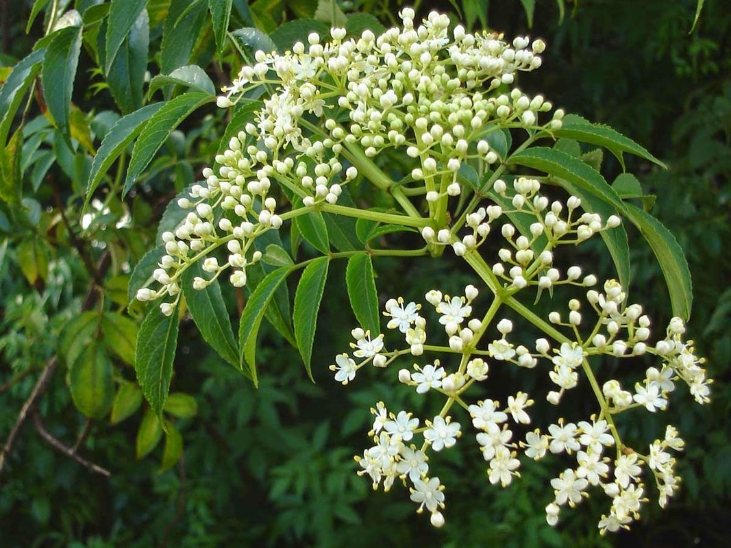 Kham pha thu vi ve cay sau dau noi tieng An Giang-Hinh-6