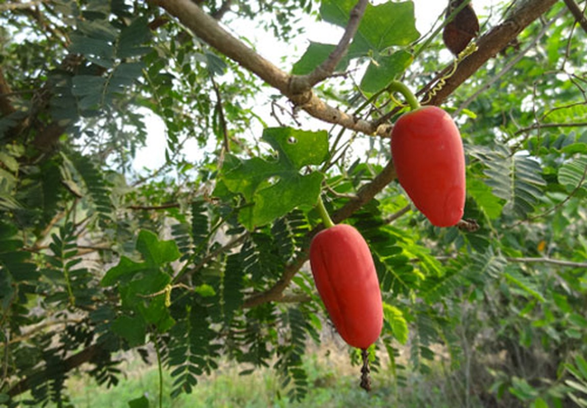 Kham pha thu vi day binh bat moc hoang nhieu quanh chung ta