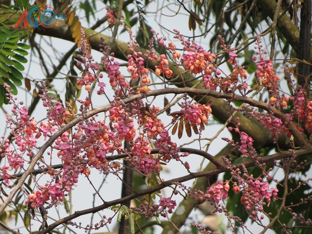 Kham pha bat ngo cay o moi quen thuoc voi nguoi mien Nam-Hinh-2