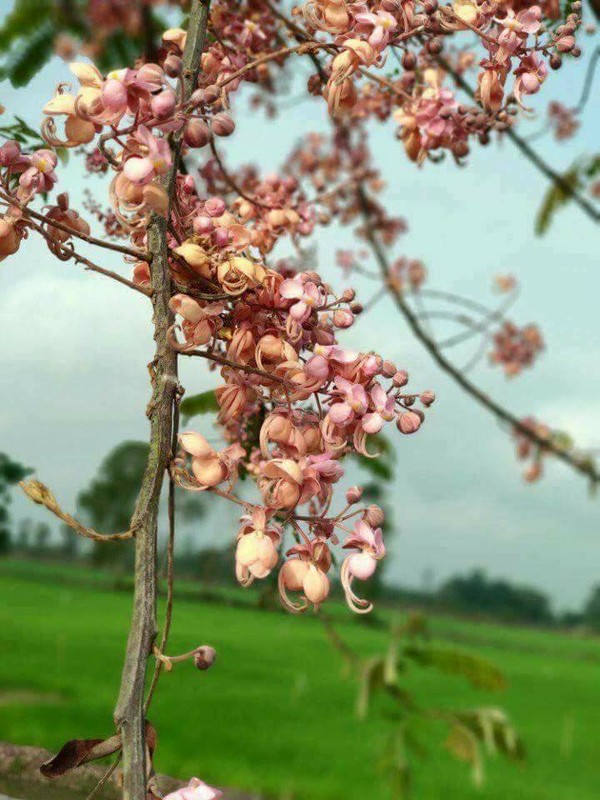 Kham pha bat ngo cay o moi quen thuoc voi nguoi mien Nam-Hinh-7