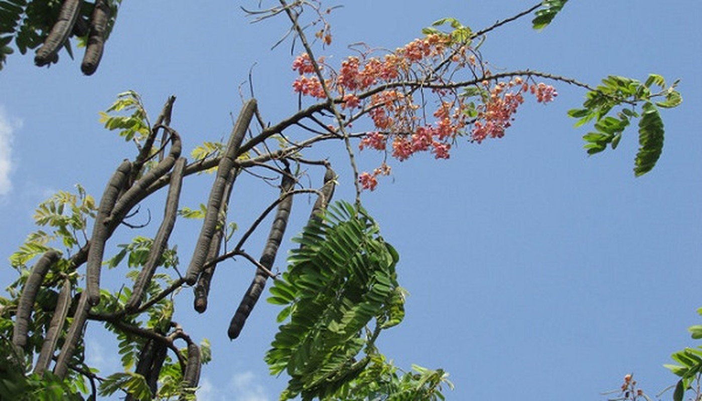 Kham pha bat ngo cay o moi quen thuoc voi nguoi mien Nam