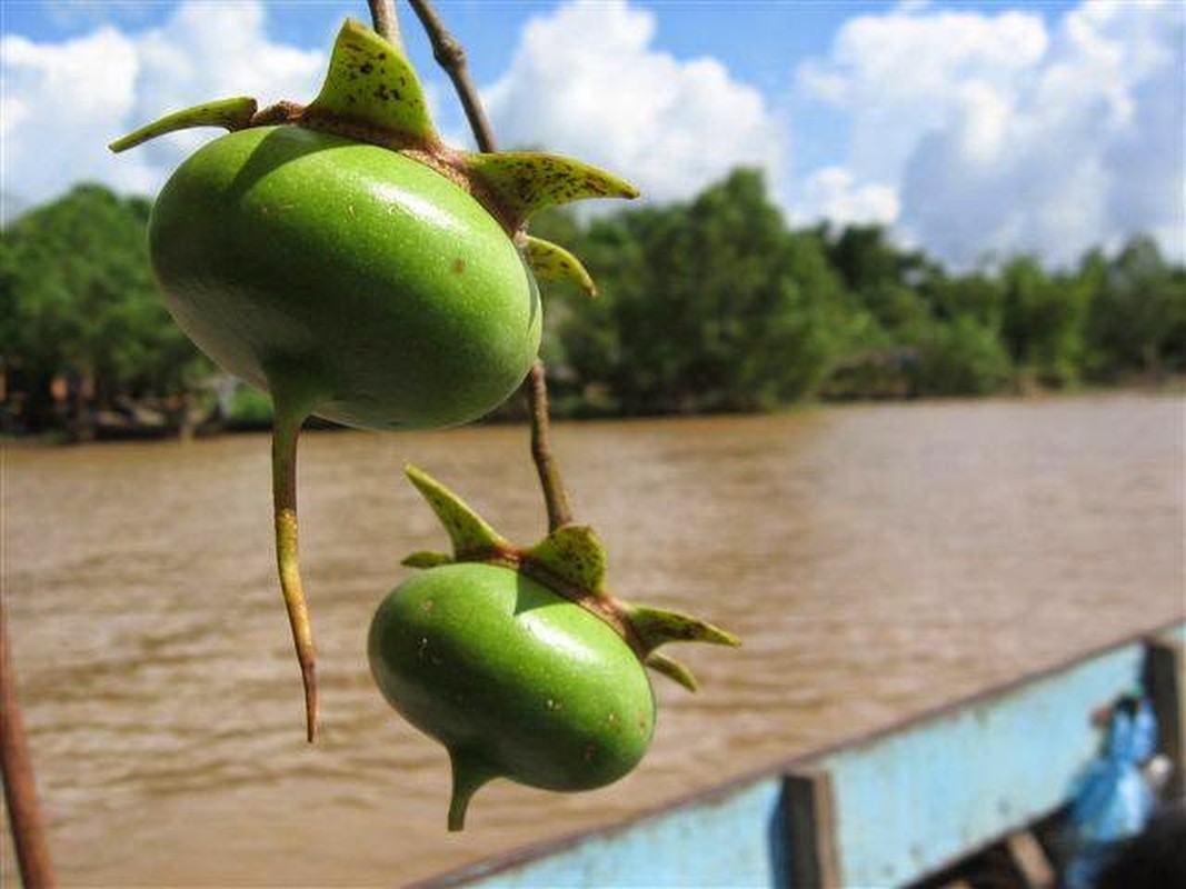 Kham pha trai ban 