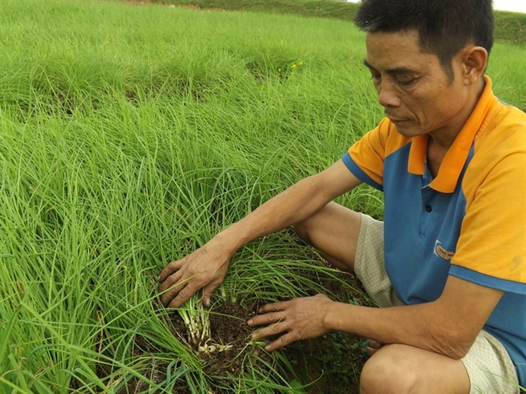 Kham pha thu vi ve cay nem, trong nhieu o Hue-Hinh-3