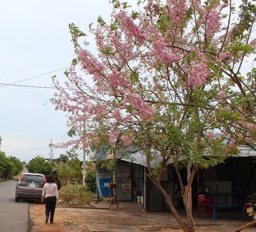 Su that bat ngo cay dao dau no dung dip Tet cua VN-Hinh-2