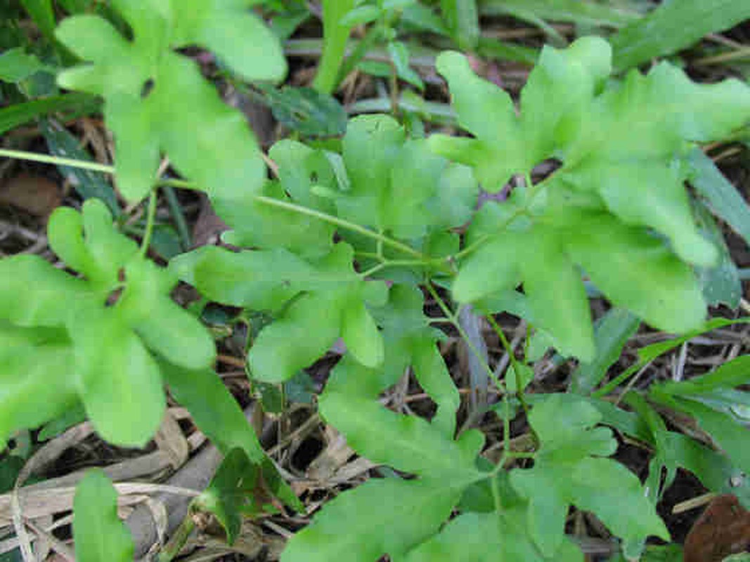 Kham pha khong ngo ve cay bong bong co nhieu o VN-Hinh-2