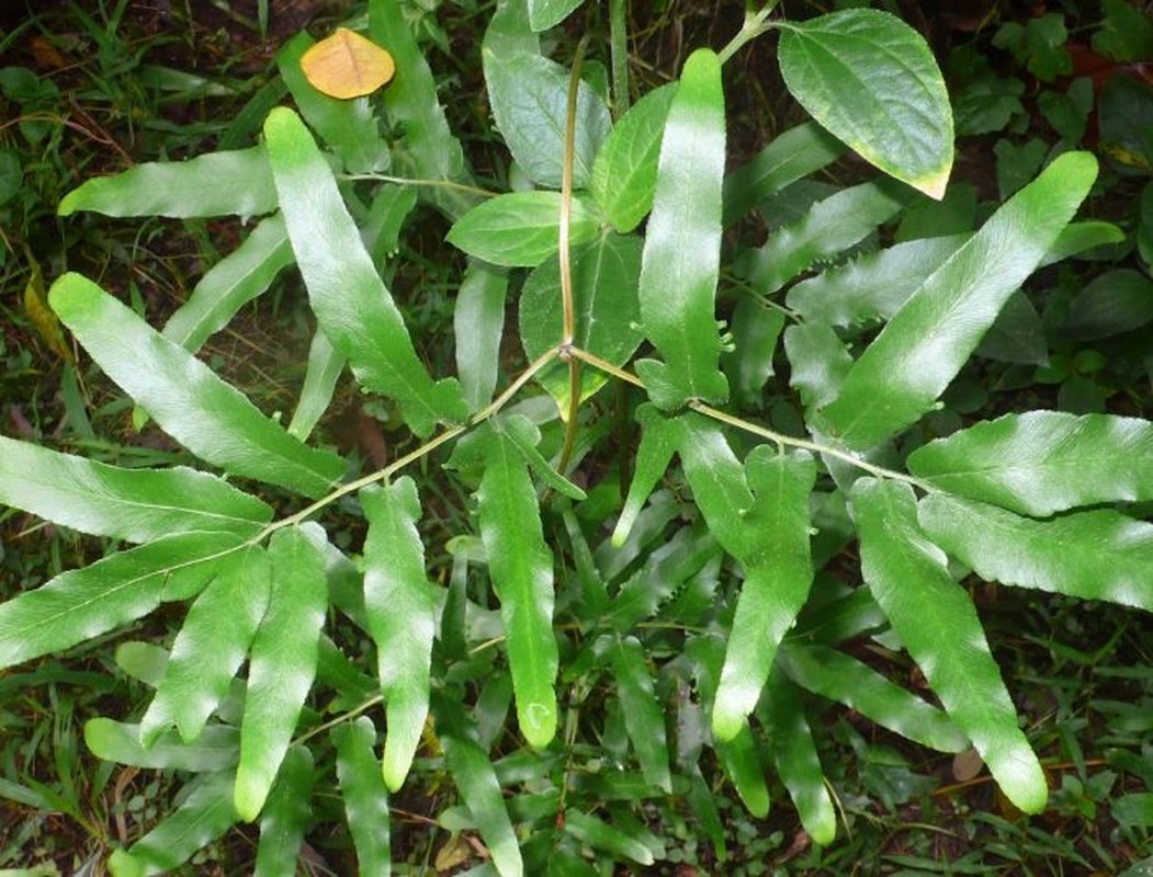 Kham pha khong ngo ve cay bong bong co nhieu o VN