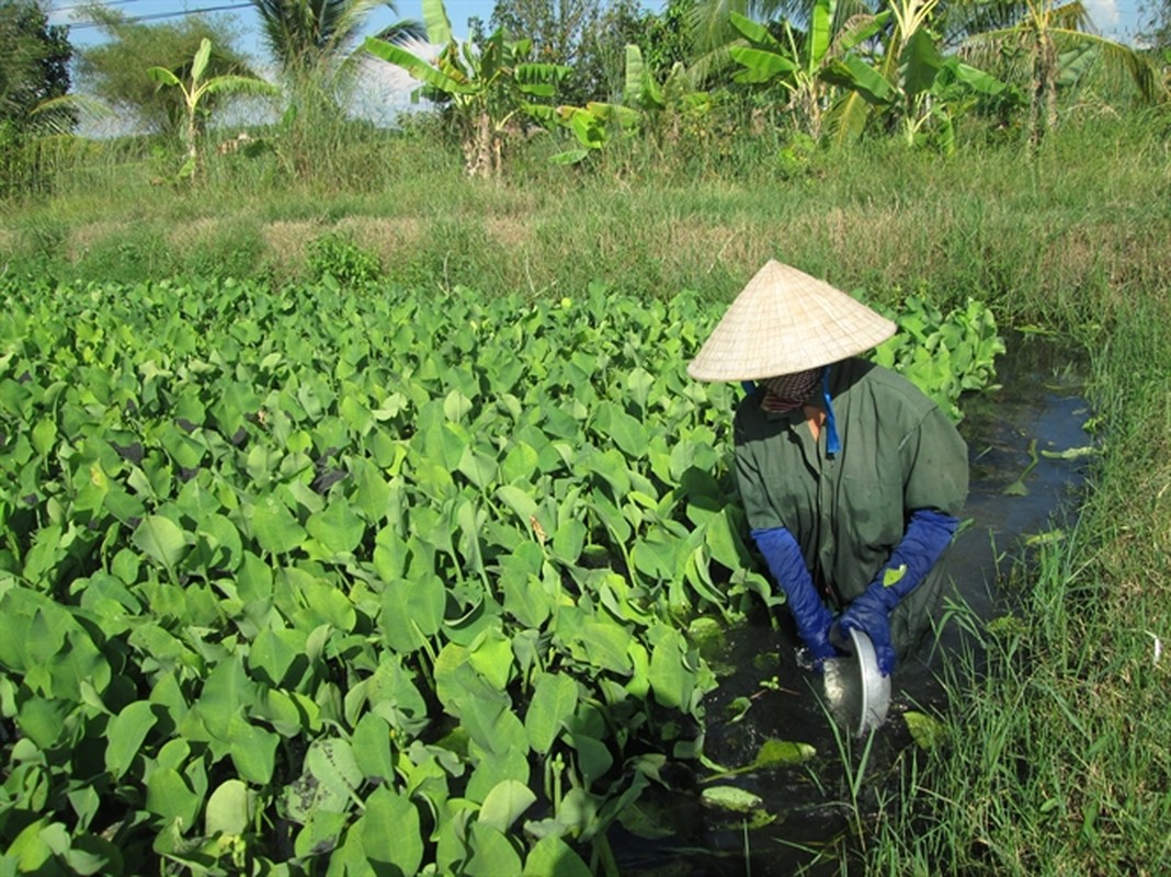 Kham pha doc dao khong ngo ve cay cu neo cua Viet Nam