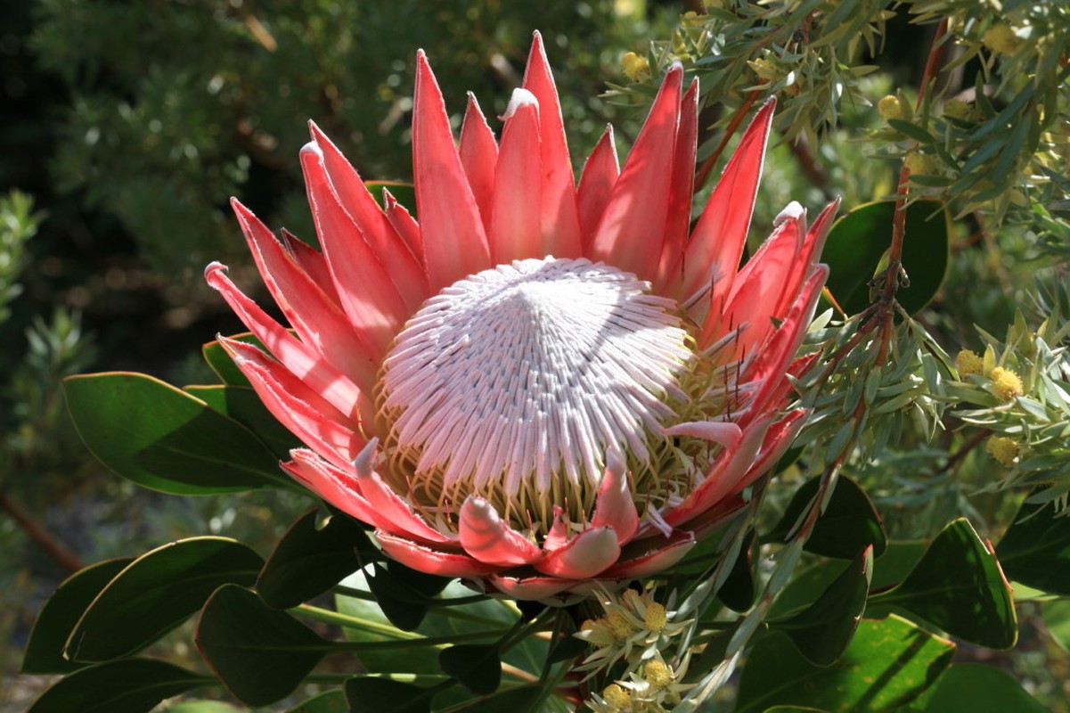 Kham pha thu vi loai hoa Protea - quoc hoa xu Nam Phi