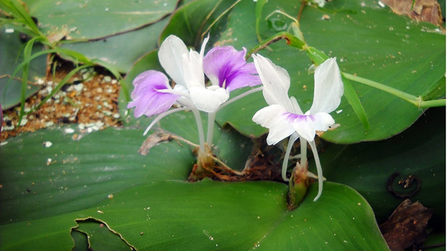 Kham pha kho tin ve cay dia lien moc hoang o VN