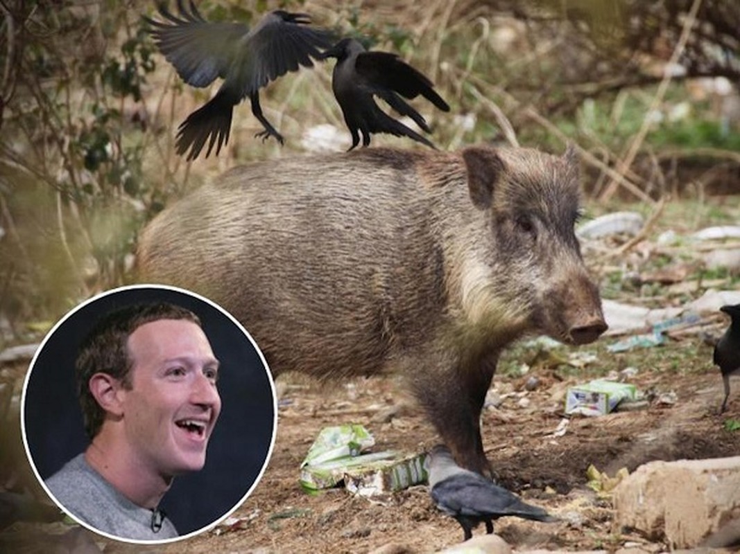 Ong chu Facebook Mark Zuckerberg de lo so thich ky la khien ai cung soc-Hinh-2